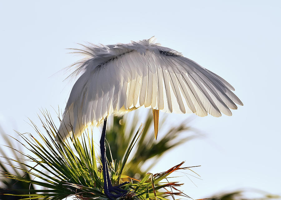 Great White Egret in the morning light Photograph by Bill Dodsworth
