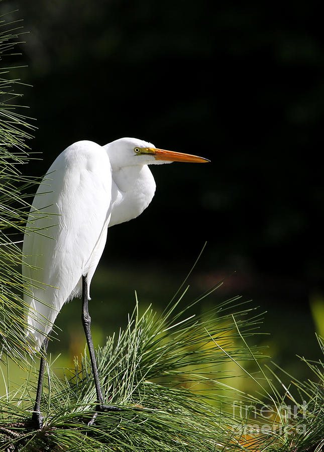Winter Photograph - Great White Egret in the Tree by Sabrina L Ryan