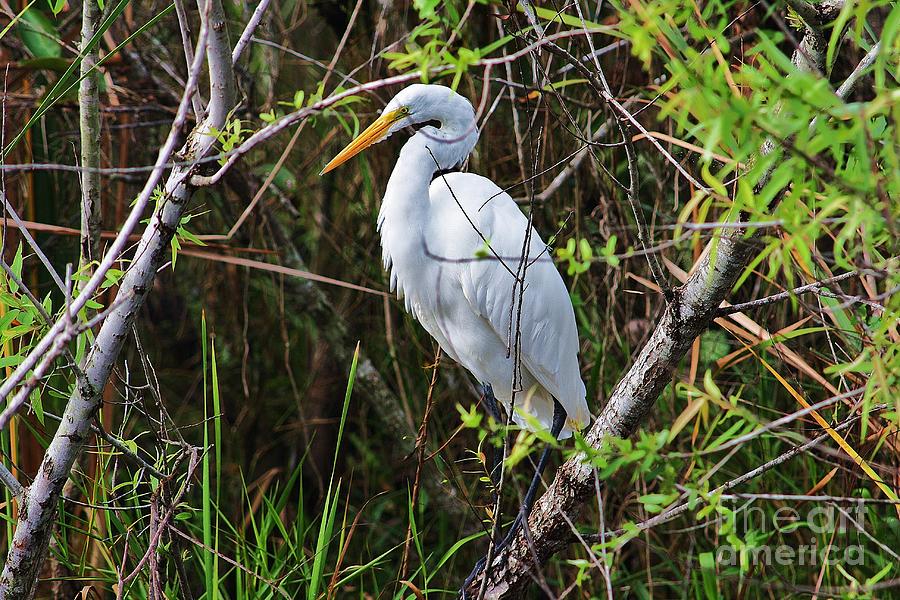 Great White Egret In The Wild Photograph