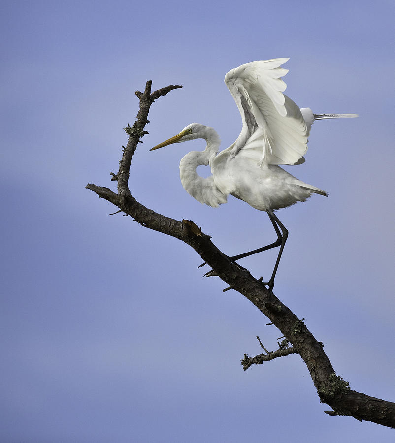 Great White Egret in Tree Photograph by Jack Nevitt