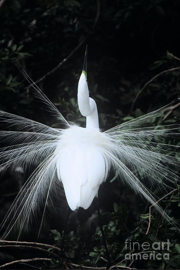 Great White Egret  Photograph by John Harmon