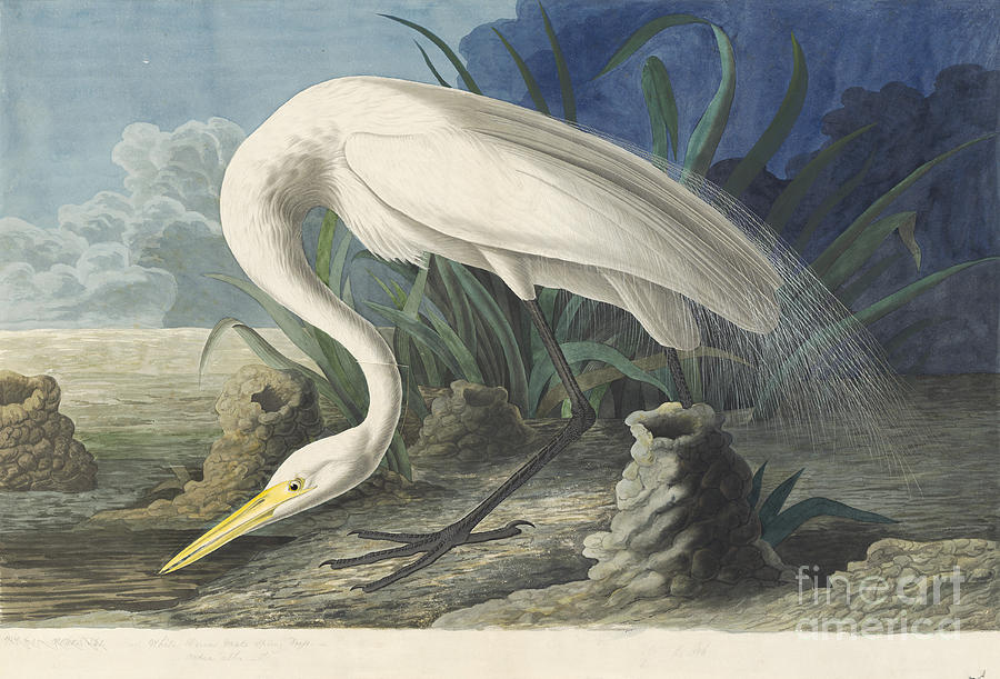 Great White Egret Drawing by Celestial Images