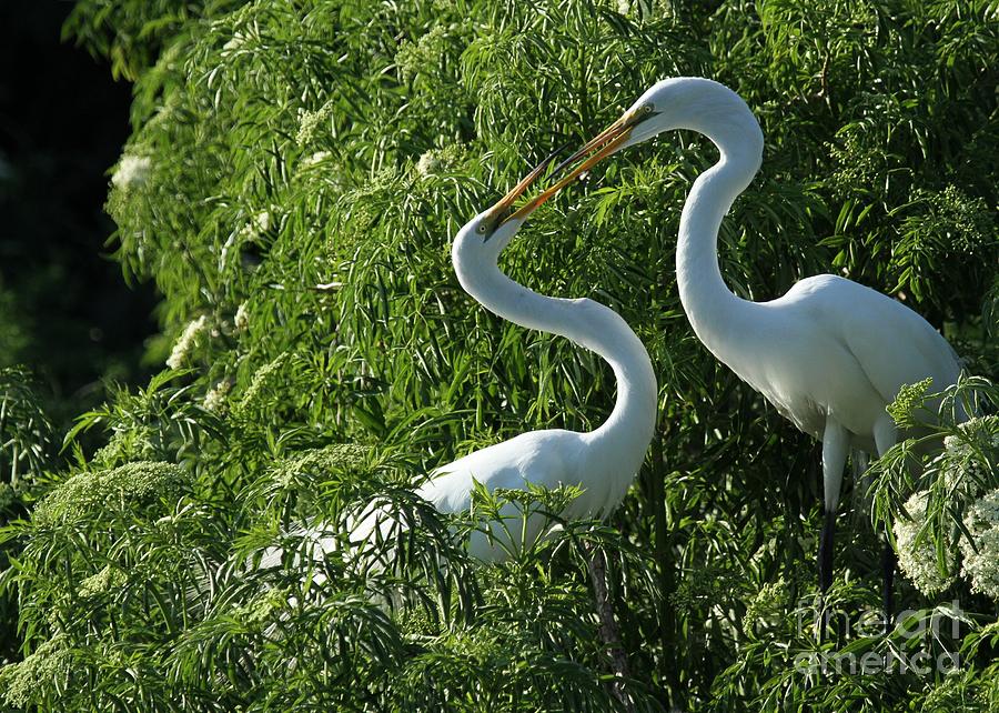 Great White Egret Lovers Photograph by Sabrina L Ryan