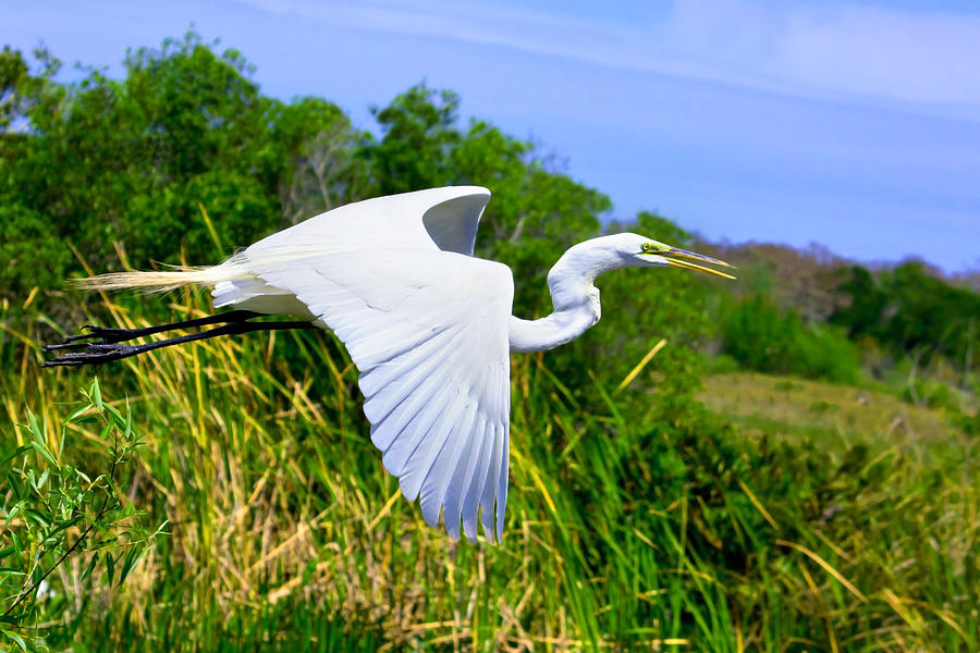 Everglades Great White Egret Photograph by Mark Andrew Thomas