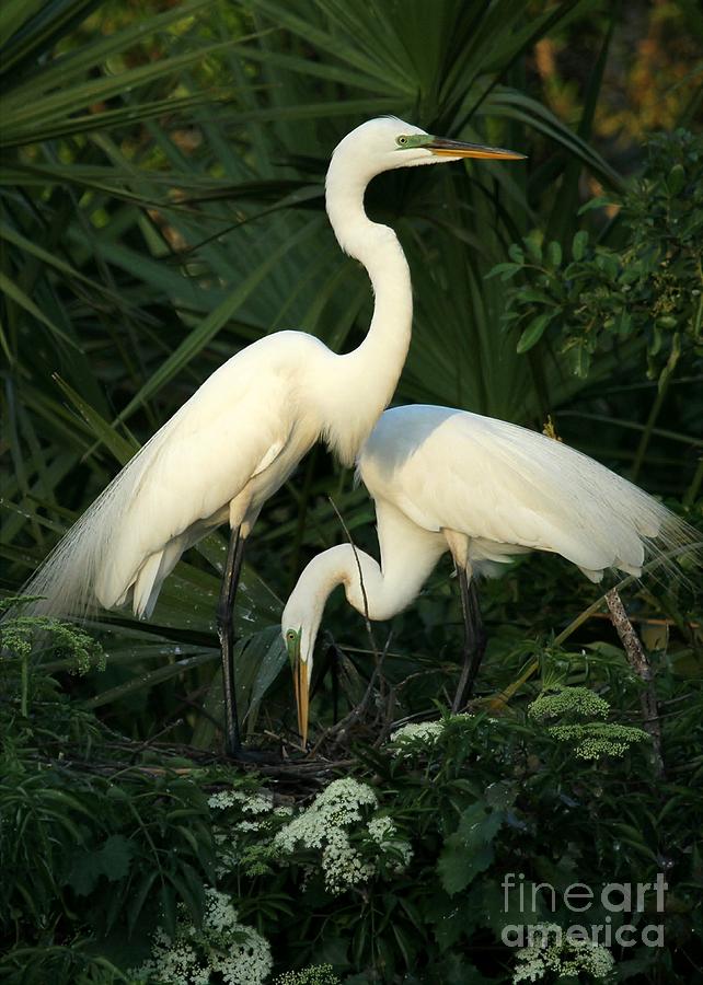 Bird Photograph - Great White Egret Mates by Sabrina L Ryan