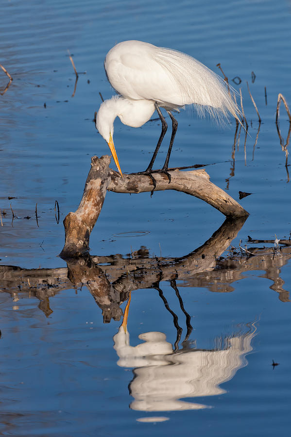 Great White Egret Mirrored Photograph by Kathleen Bishop