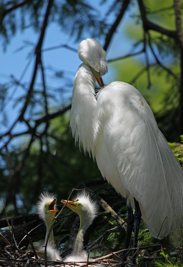 Great White Egret Mom and Chicks - Hey Hungry Chicks Down Here Photograph by Suzanne Gaff