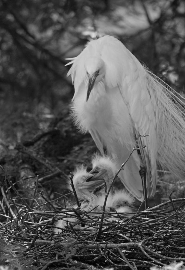 Black And White Photograph - Great White Egret Mom and Chicks III in Black and White by Suzanne Gaff