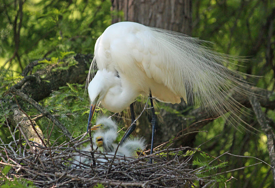 Egret Photograph - Great White Egret Mom and Chicks III by Suzanne Gaff