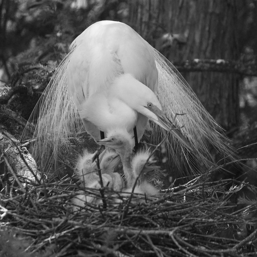 Great White Egret Mom and Chicks - Sheltering Wings Photograph by Suzanne Gaff