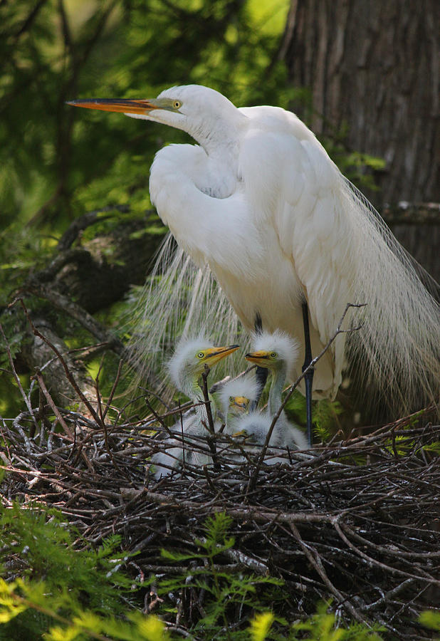 Great White Egret Mom and Chicks Photograph by Suzanne Gaff