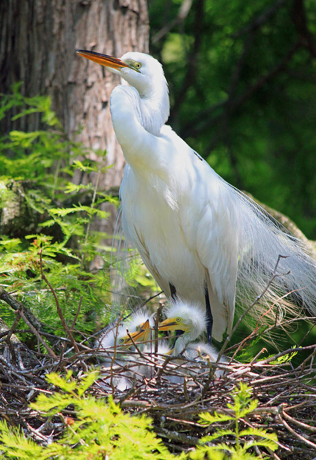Great White Egret Mom and Chicks VI Photograph by Suzanne Gaff