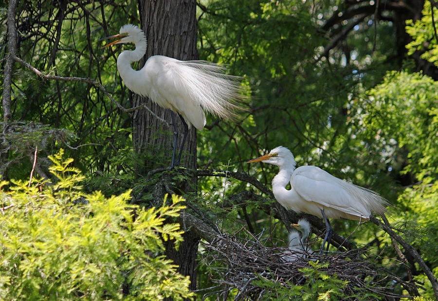 Great White Egret Mom and Dad and Chicks Photograph by Suzanne Gaff