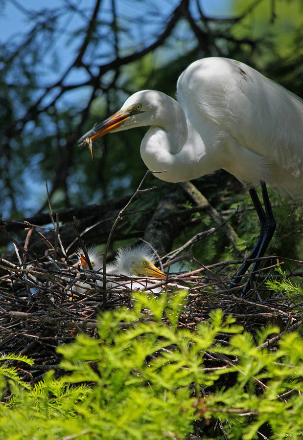 Egret Photograph - Great White Egret Mom Feeding Her Chicks by Suzanne Gaff