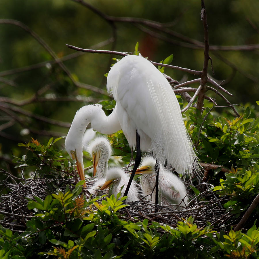 Great White Egret nesting Photograph by Joseph G Holland
