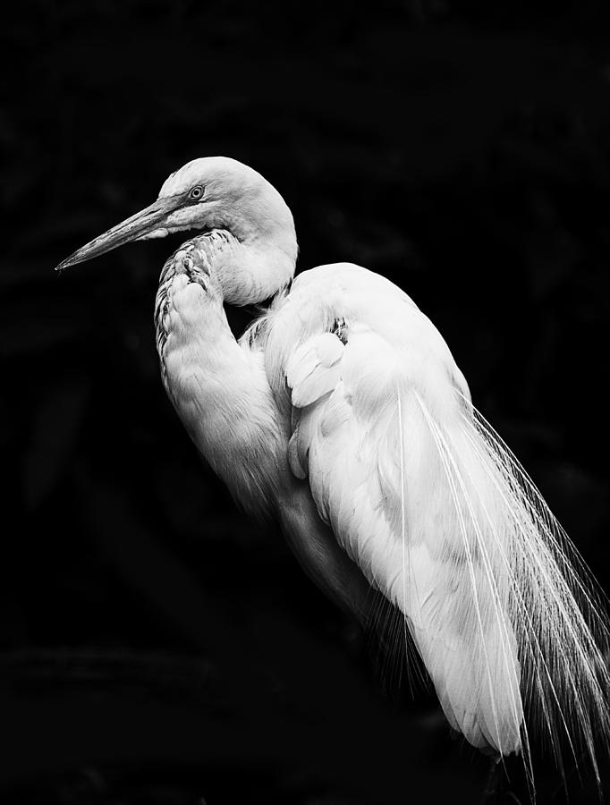 Great White Egret on Black Photograph by Bill and Linda Tiepelman