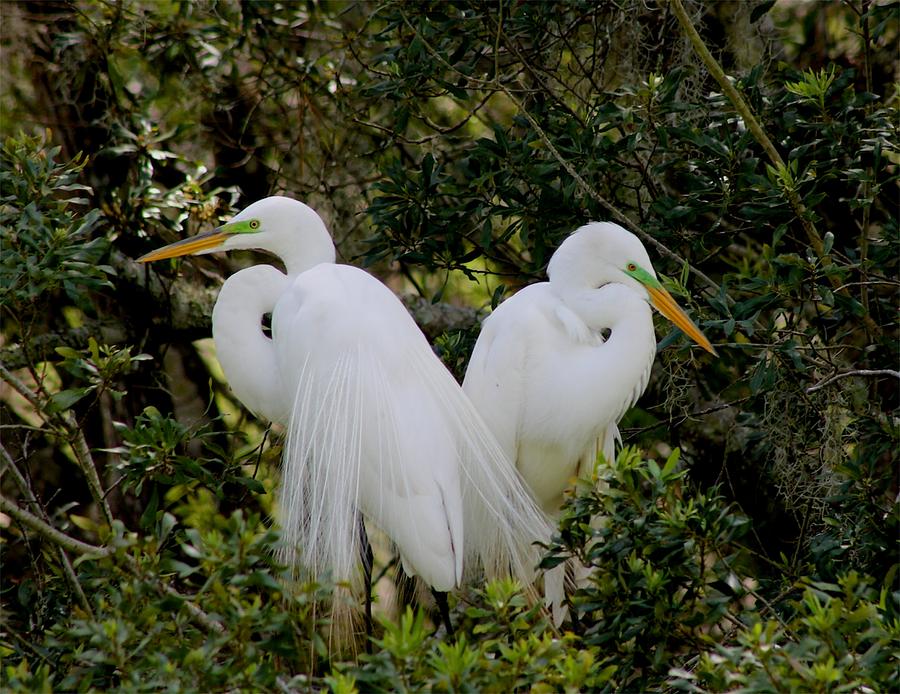 Great White Egret Pair in Breeding Plumage Photograph by Jeanne Juhos