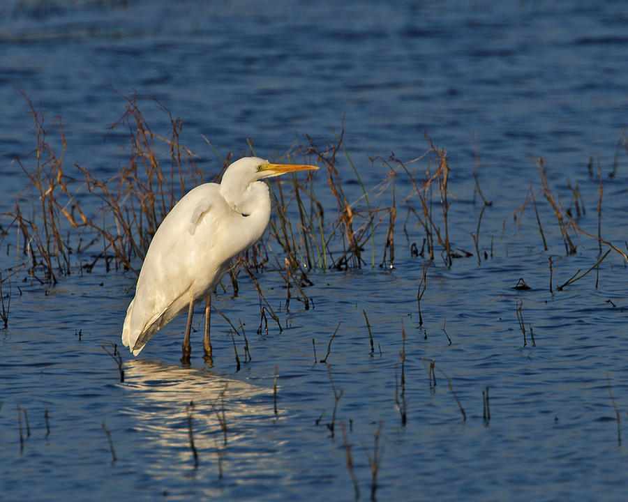 Great White Egret Photograph by Paul Scoullar