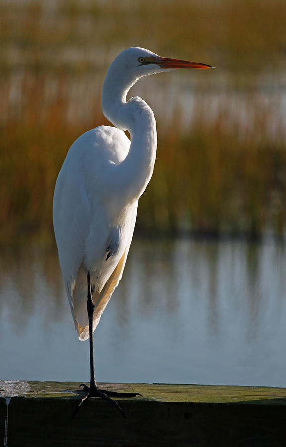 Great White Egret Portrait II Photograph by Suzanne Gaff