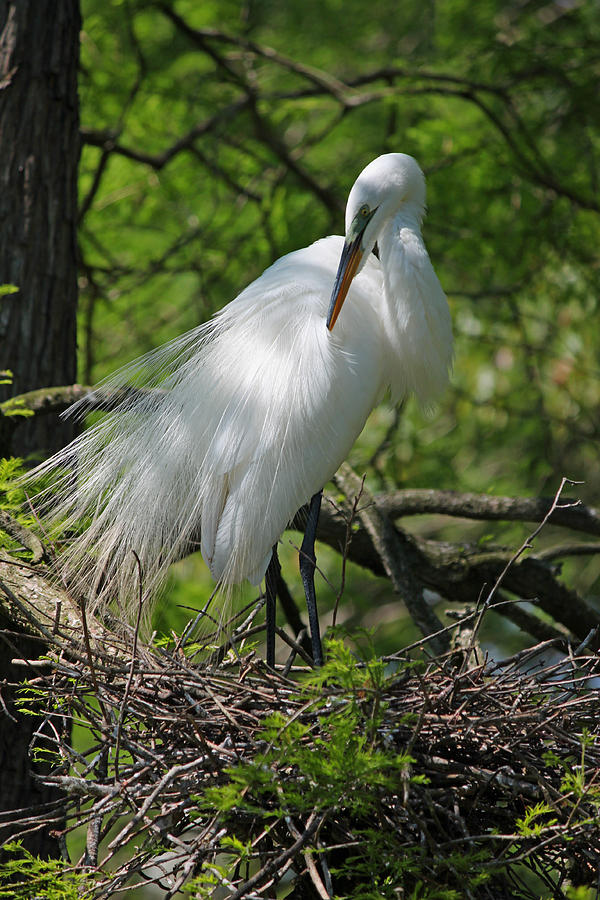 Great White Egret Primping Photograph by Suzanne Gaff
