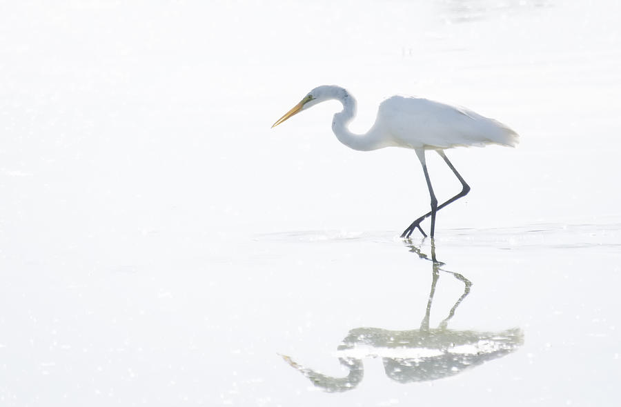 Great White Egret Reflection  Photograph by Saija Lehtonen