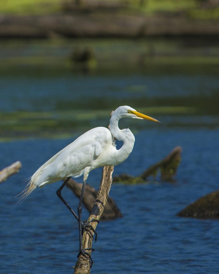 Great White Egret Photograph by Richard Oliver - Fine Art America