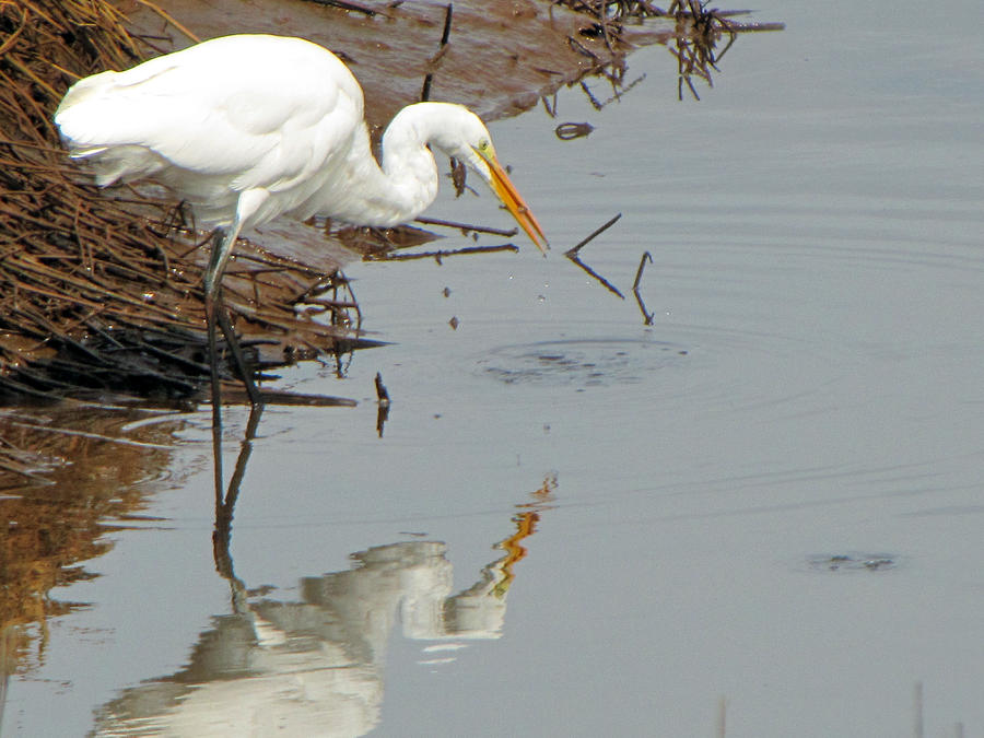 Heron Photograph - Great White Egret  by Tikvahs Hope