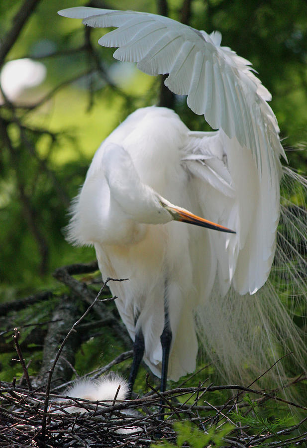 Great White Egret - Time To Primp Photograph