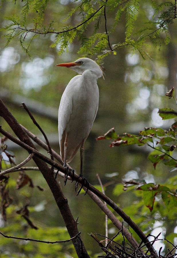 Great White Egret under the Forest Canopy II Photograph by Suzanne Gaff ...