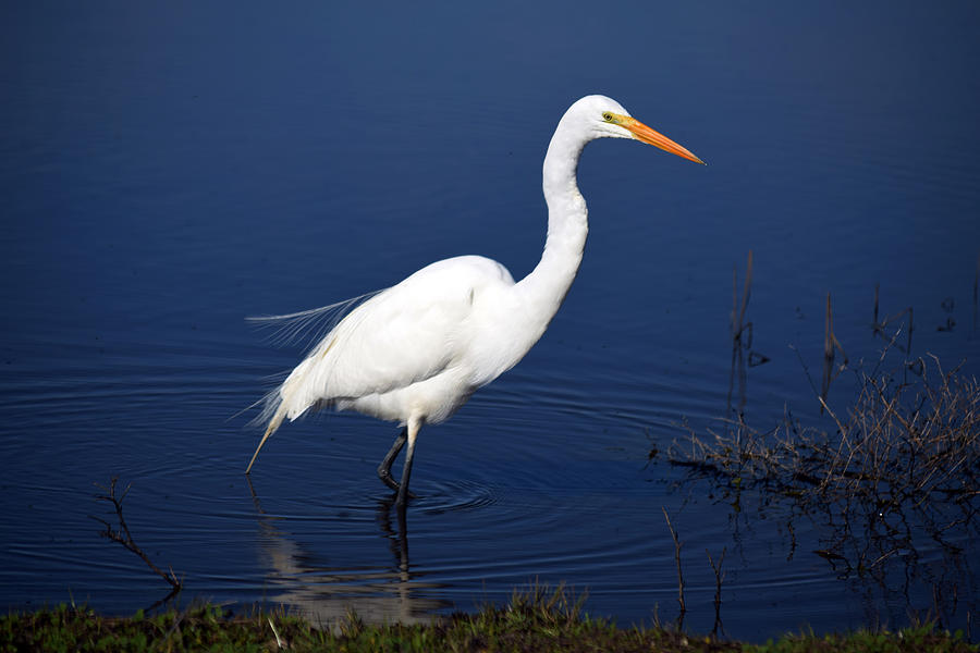 Great White Egret Wading Photograph by Frank Wilson