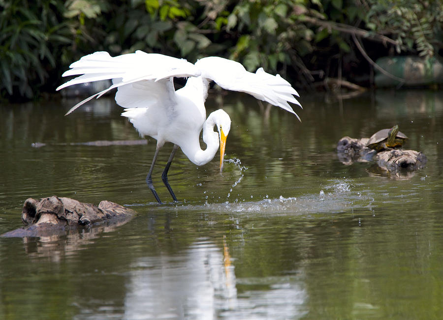 Great White Egret Wingspan And Turtles Photograph by Vernis Maxwell