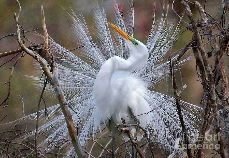 Great White Egret With Breeding Plumage Photograph by Kathy Baccari