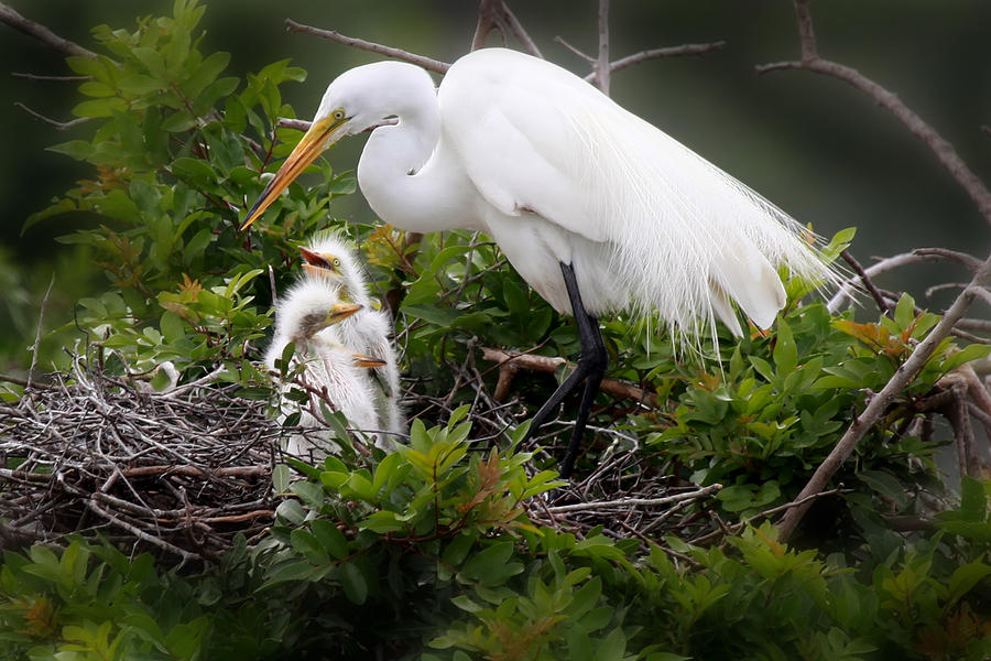Great White Egret with Chicks Photograph by Joseph G Holland