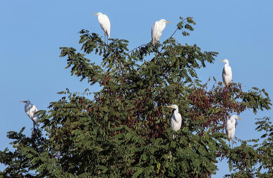 Great White Egrets In A Tree by Bob Gibbons/science Photo Library