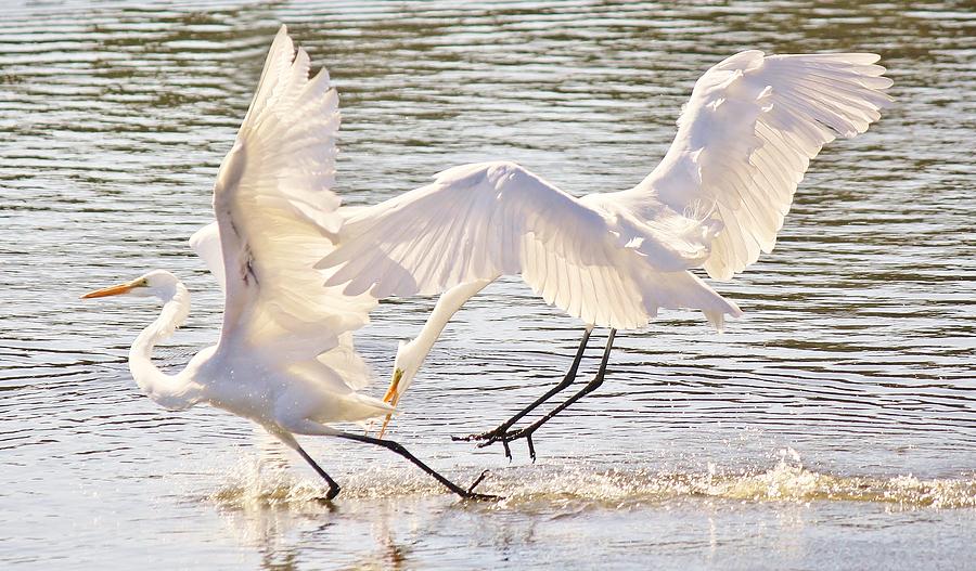 Egret Photograph - Great White Egrets by Paulette Thomas