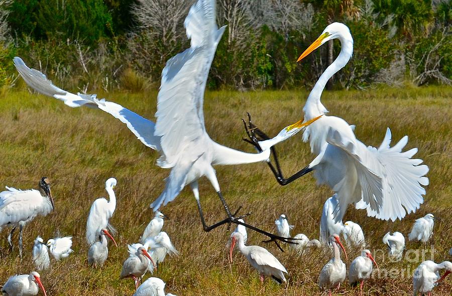 Ibis Photograph - Great White Fight by AnnaJo Vahle