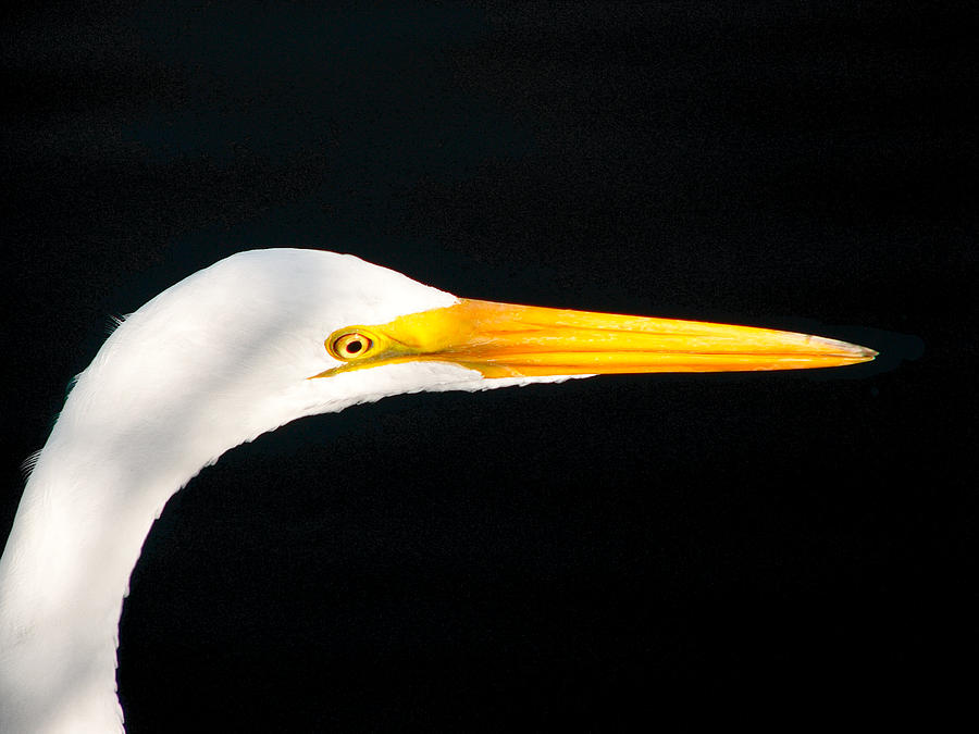 Great White Headshot. Merritt Island N.W.R. Photograph by Chris  Kusik