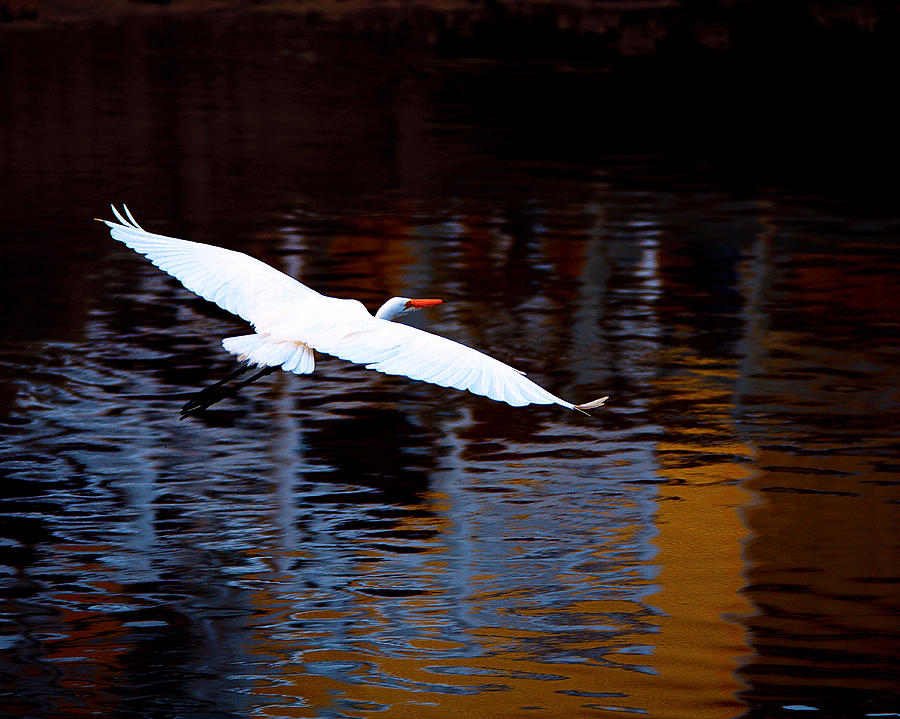 Great White Heron in flight Photograph by Gray  Artus