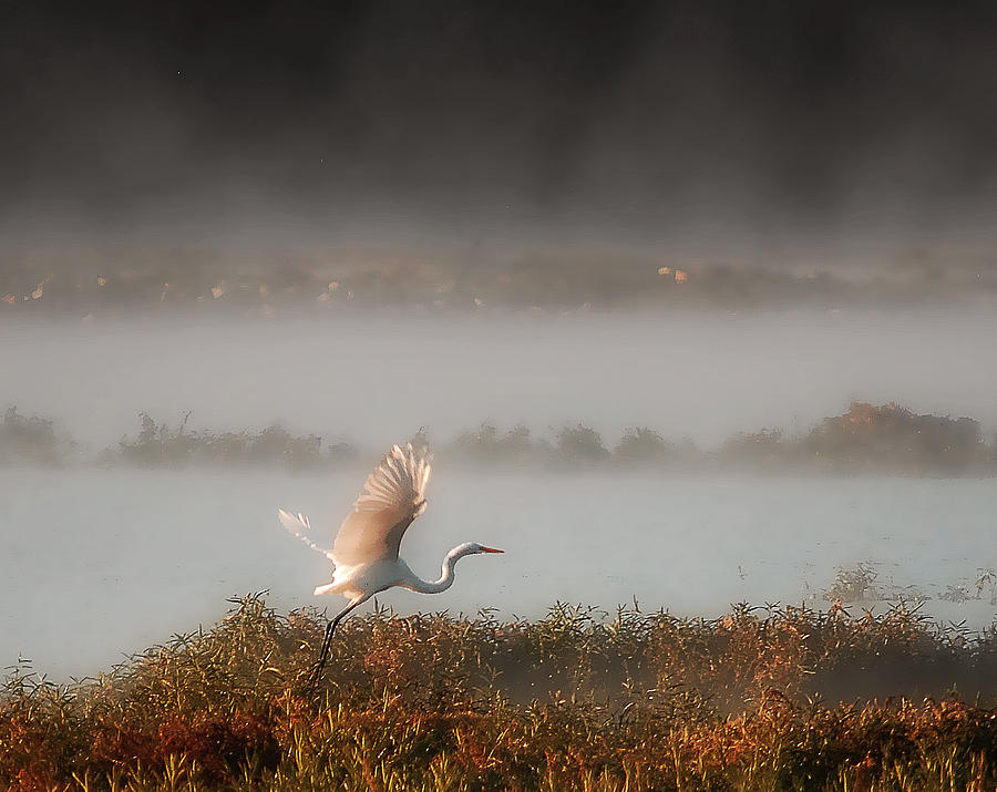 Great White Heron In Morning Mist Photograph by Lena Wilhite