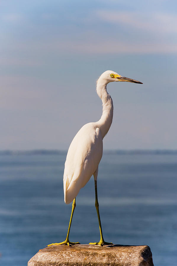 Great White Heron Photograph by Thomas Winz