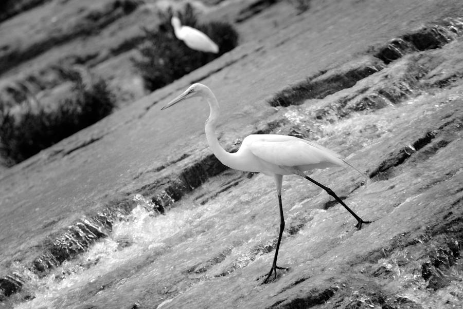 Great White Heron Photograph by Tracy Smith Great White Heron Photograph by Tracy Smith