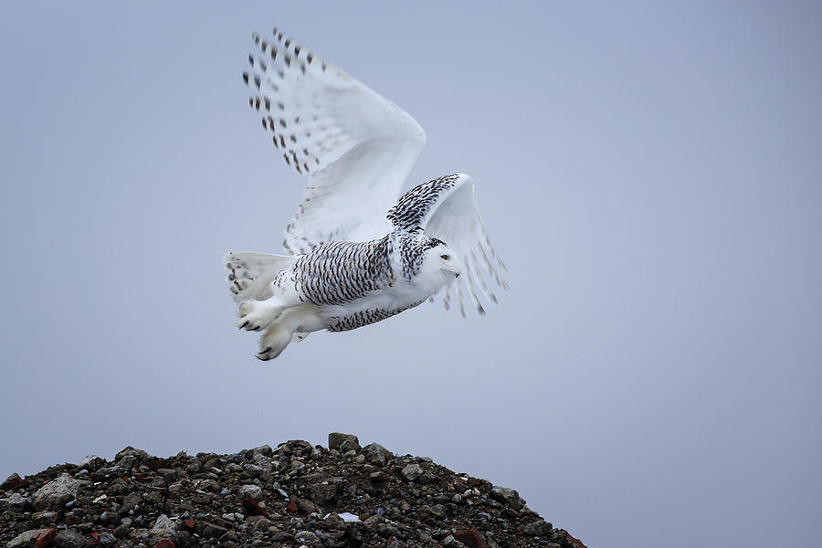 Great White Owl Photograph by Gary Hall