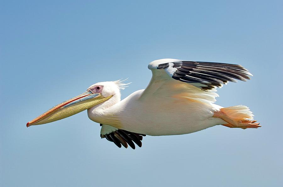 Great White Pelican In Flight Photograph by Tony Camacho/science Photo ...