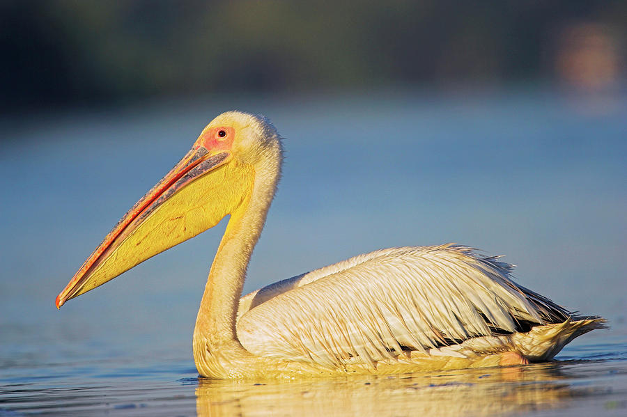 Animal Photograph - Great White Pelican (pelecanus by Martin Zwick Animal Photograph - Great White Pelican (pelecanus by Martin Zwick