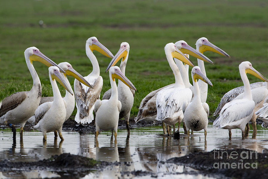 Great White Pelican Pelecanus onocrotalus Photograph by Eyal Bartov