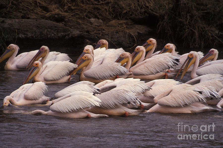 Great White Pelican Photograph by Ron Sanford