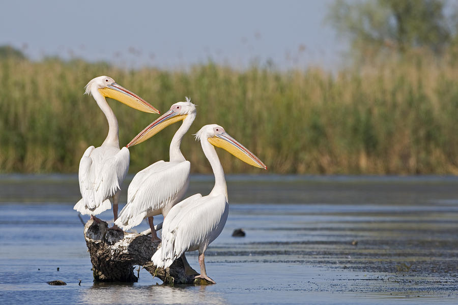 Great White Pelican Trio Danube Delta Photograph by Dickie Duckett ...