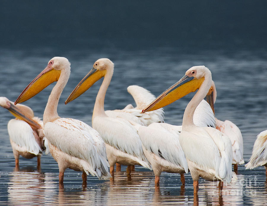 Great White Pelicans  Photograph by Chris Scroggins