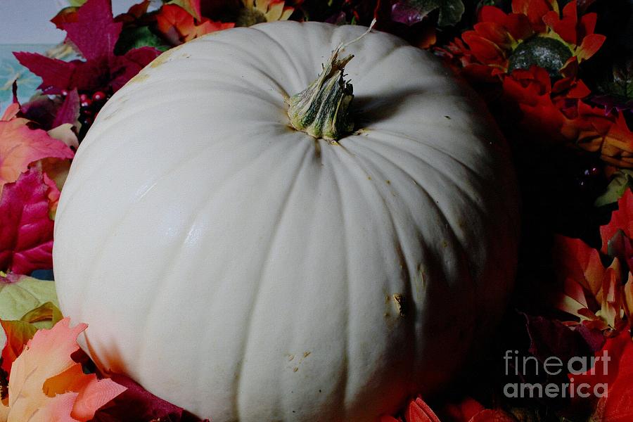 Pumpkin Photograph - Great White Pumpkin by Barbara A Griffin