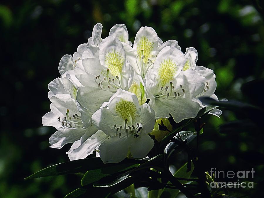 Great White Rhododendron Photograph by Sharon Woerner